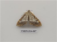 藏品(撒旦豹紋尺蛾)的圖片